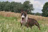BULL TERRIER MINIATURE 010